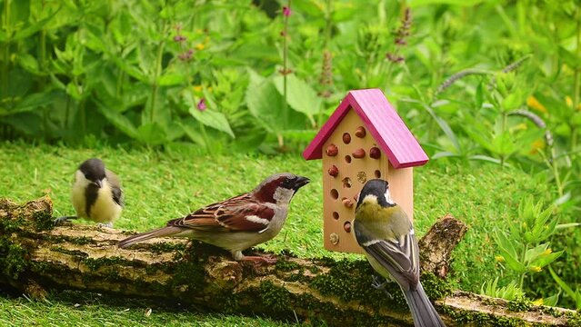 Garden birds pecking food stuffed in  little insect house in spring