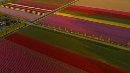 Tulip fields in Noordoostpolder, in the Netherlands - Aerial View