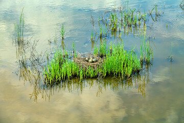 Birds of salty marshes. Helium. Black-winged stilt (Himantopus himantopus) nest between samphire (Salicornia), seapoa (Puccinellia), saltwort (Salsola) in very damp habitat. Steppe Black Sea region