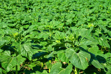 Fototapeta premium A field with young sunflower. Strong stems and rough fleshy leaves