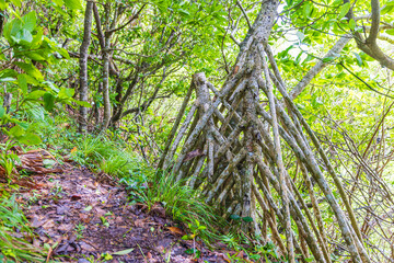 小笠原諸島・母島　乳房山の風景　
