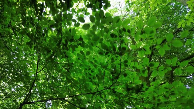Stoke Gabriel, South Devon, England: DRONE VIEWS: A low angle view of a dense tree canopy. South Devon is a popular English  holiday destination with its beautiful coastline and countryside (5).