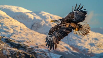 Majestic eagle soaring over snow-capped mountains with wings spread. Stunning example of nature's beauty. Perfect for wildlife photography lovers.