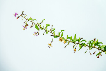 Branch of flowering Bastard jasmin (Lycium halimifolium), goji. In traditional Chinese medicine, dry fruits (Fructus Lycii) used to treat of nocturnal emission (wet dream)