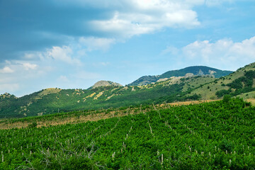 Vineyards on limestone hills. Vintage madeira is produced from this grape variety, Foothills of the Crimean Mountains