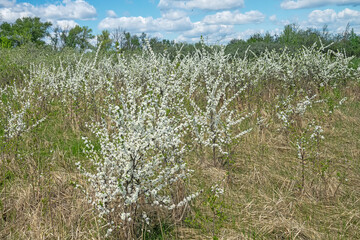 Blackthorn (Prunus spinosa) thornbush. Plot of forest-steppe, blooming wild fruit trees. Type of...