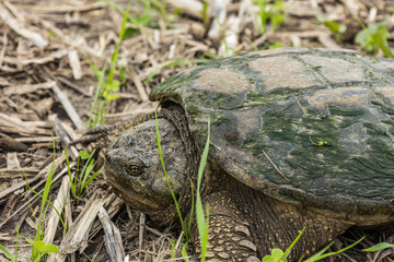 Close-up of the head of a female snapping turtle in a field of corn stalks. 