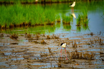 black-winged stilt in a typical habitat