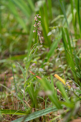 Marsh Helleborine (Epipactis palustris) flowering Laconi Oristano. Nuoro. Sardinia Italy