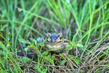 Batrachology. Common spadefoot (Pelobates vespertinus Pallas) ammocolous amphibian. The valley of the Don River in the middle reaches, a grassy meadow on sandy soil (the base of the dune)