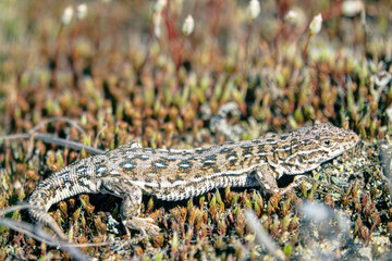 Sand lizard (Lacerta agilis) in the sandy steppe of the middle reaches of the Don River
