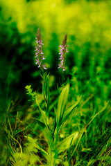 Robust Marsh Orchid Dactylorhiza elata , Orchidea (Dactylorhiza elata). Ogliastra, Sardegna, Italia.