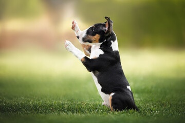 bull terrier puppy  begging with paws up outdoors in summer