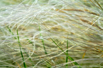 Feather-grass true steppe. Northern Black Sea region. The most common is (Stipa lessingiana or Stipa brauneri). Crimea, Kerch Peninsula © max5128
