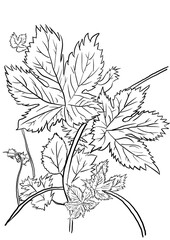 illustration of a plant, leaf
