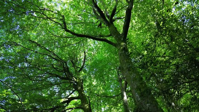 Stoke Gabriel, South Devon, England: DRONE VIEWS: A low angle view of a dense tree canopy. South Devon is a popular English  holiday destination with its beautiful coastline and countryside (1).