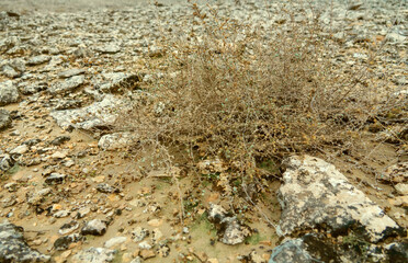 A rocky desert, sedimentation rock destruction on clay soils with rare xerophytic shrubs after a rare spring rain. Qeshm Island, Iran