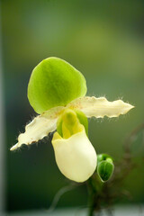 Orchidea, Orchid Paphiopedilum (Tropical lady's slipper orchid)