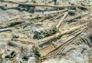 Feast of flies. Territory of cormorant colony. Soil is covered with bird droppings, regurgitates (guano). Leftover fish food (food eructation) as attractive food object for different species of flies