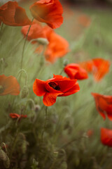 Naklejka premium red poppy flowers