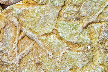 argillaceous slate  bury. Ancient fossils of habitat © max5128