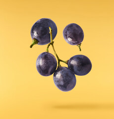 Fresh organic Blue Grape falling in the air isolated on yellow background. Food levitation or zero...