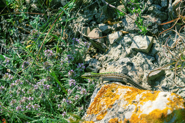 Crimean lizard (Podarcis tauricus tauricus, male). Feodosiya low-mountain phrygana shrub-steppe landscape. Crimean Mountains