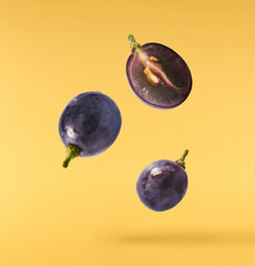 Fresh organic Blue Grape falling in the air isolated on yellow background. Food levitation or zero gravity conception.