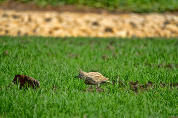 Common crested lark (Galerida cristata) on the lawn in Abu Dhabi. Bird Behavior Mistake: A lark mistook a bare dry leaf for an enemy and assumed a menacing pose