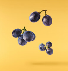 Fresh organic Blue Grape falling in the air isolated on yellow background. Food levitation or zero gravity conception.