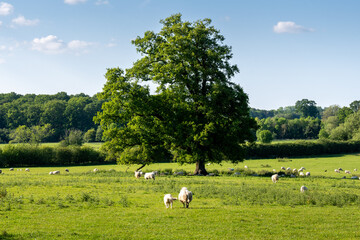 sheep grazing in a field