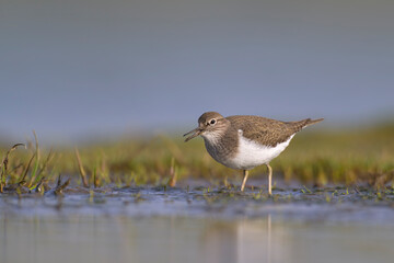 Flussuferläufer Actitis hypoleucos