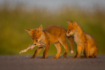 two cute little red fox cubs playing on the tarmac road infront of meadow with fish at sunset Vulpes vulpes, wildlife, United Kingdom