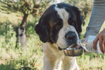 Thirsty saint bernard dog drinking water outdoors. Owner pouring water into a bowl for a large saint bernard dog during a sunny day in the park