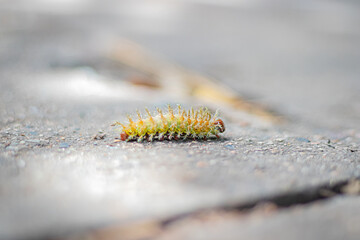close up of a caterpillar