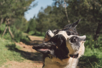 Playful dog shaking off saliva outdoors. Close-up of a joyful dog shaking off saliva droplets in a...