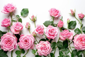 Fototapeta premium Web banner. Close up of pink roses isolated on white table background. Floral frame composition. Empty space, flat lay, top view.