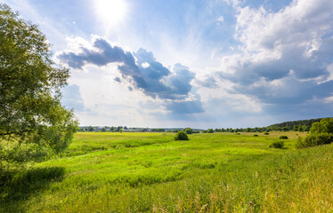 A wide, open field of tall green grass under a blue sky with white clouds. The sun shines brightly, creating a sense of peace and tranquility.