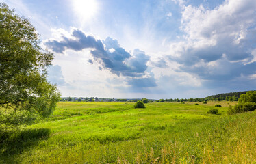 A wide, open field of tall green grass under a blue sky with white clouds. The sun shines brightly,...