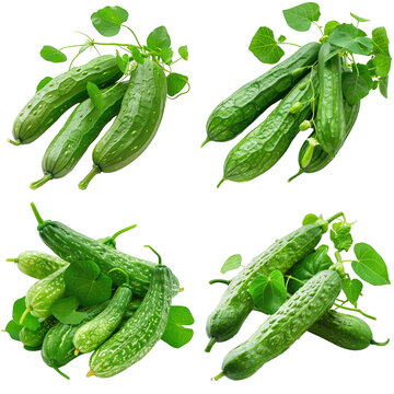 Photo of Ivy Gourd herb, Asian herbs, isolated on transparent background.