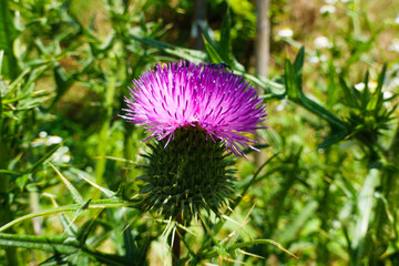 fiore