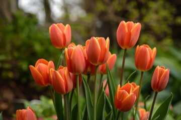 Fototapeta premium Numerous orange tulips, green leaves in garden