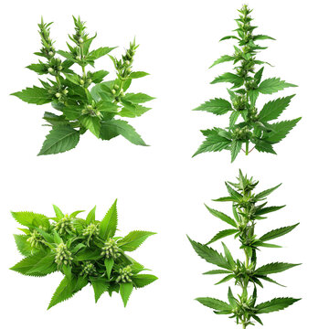 Photo of Motherwort herb, Asian herbs, isolated on transparent background.