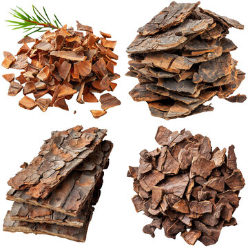 Photo of Pine Bark herb, Asian herbs, isolated on transparent background.