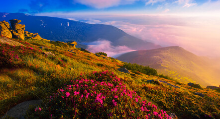 panoramic scene, blooming pink rhododendrons flowers, amazing panoramic nature scenery, Carpathian...