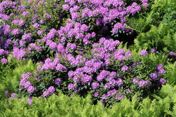 Fototapeta premium Rhododendron “English Roseum”, with common names Catawba rosebay, Catawba rhododendron, mountain rosebay, purple ivy, purple rhododendron, red laurel, rosebay laurel, is a species of Rhododendron.
