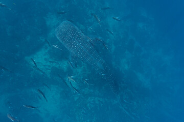 A massive whale shark swims deep underwater with jackfish following it.
