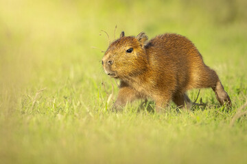 Capibara bebe