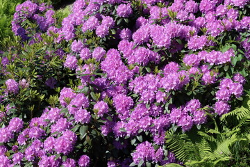 Obraz premium Rhododendron “English Roseum”, with common names Catawba rosebay, Catawba rhododendron, mountain rosebay, purple ivy, purple rhododendron, red laurel, rosebay laurel, is a species of Rhododendron.