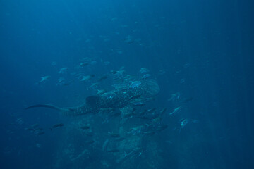 A massive whale shark swims deep underwater with jackfish following it.